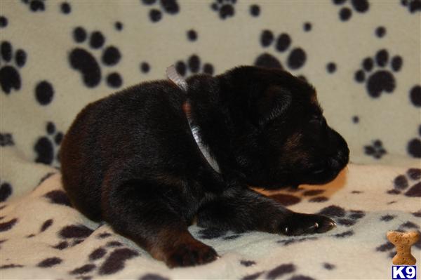 German Shepherd Puppies